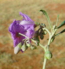 Solanum sturtianum
