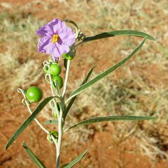 Solanum sturtianum