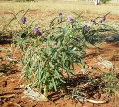 Solanum sturtianum