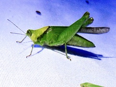 Paulinia acuminata
