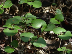 Strobilanthes callosa