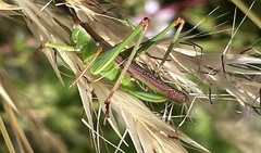 Conocephalomima barameda