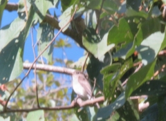 Ficedula westermanni