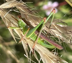 Conocephalomima barameda