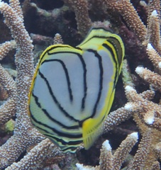 Chaetodon meyeri