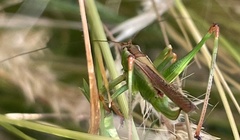 Conocephalomima barameda