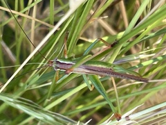 Conocephalomima barameda