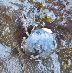 Calcinus laevimanus