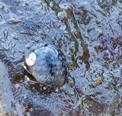 Calcinus laevimanus