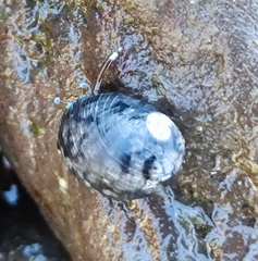 Calcinus laevimanus