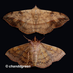 Anticarsia irrorata