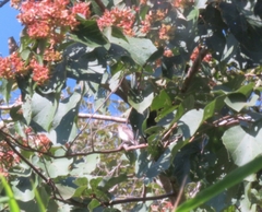 Ficedula westermanni