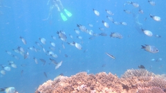Abudefduf whitleyi