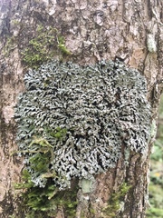 Physconia grumosa