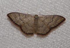 Idaea coercita
