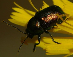 Cryptocephalus sericeus