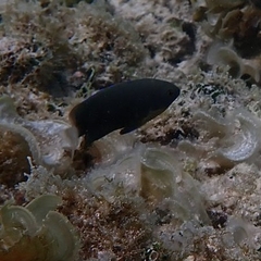 Pomacentrus chrysurus