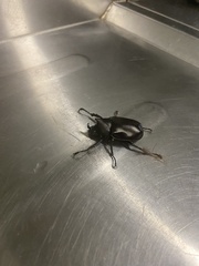 Xylotrupes australicus