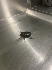 Xylotrupes australicus