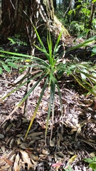 Freycinetia arborea
