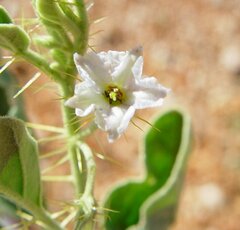 Solanum cleistogamum