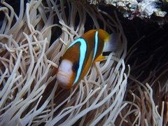 Amphiprion akindynos