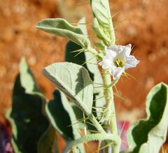 Solanum cleistogamum