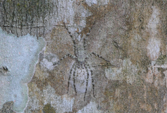 Pandercetes gracilis