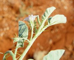 Solanum cleistogamum