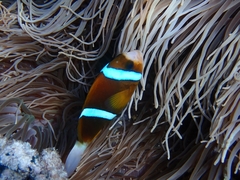 Amphiprion akindynos