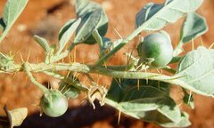 Solanum cleistogamum