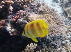 Chaetodon rainfordi