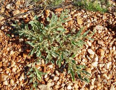 Solanum cleistogamum