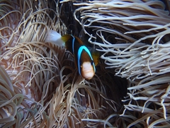 Amphiprion akindynos
