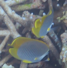 Chaetodon adiergastos