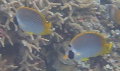 Chaetodon adiergastos