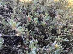 Atriplex semibaccata