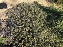 Atriplex semibaccata