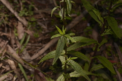Senecio linearifolius