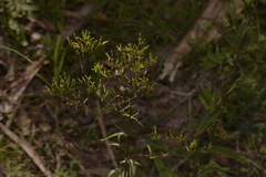 Senecio linearifolius