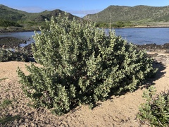 Conocarpus erectus sericeus