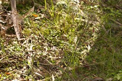 Senecio linearifolius