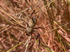 Neosparassus patellatus