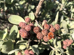 Conocarpus erectus sericeus