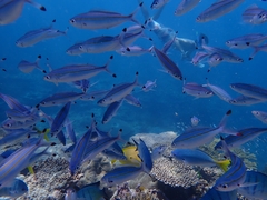 Pterocaesio digramma
