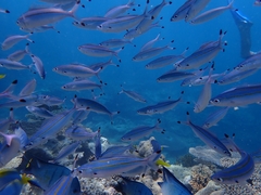 Pterocaesio digramma