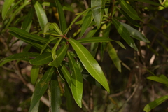 Tasmannia stipitata