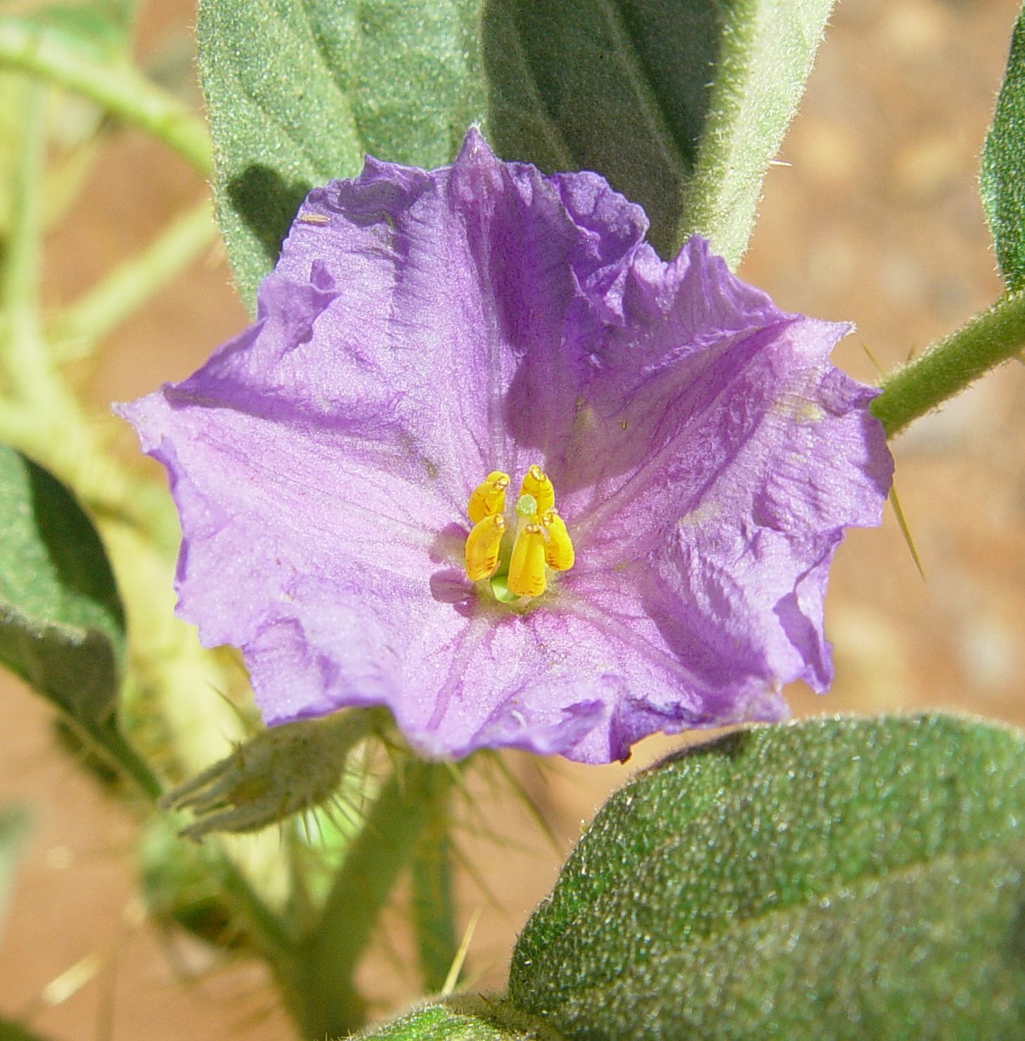 Solanum cleistogamum