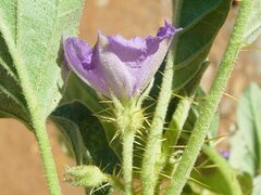 Solanum cleistogamum