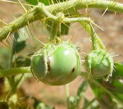 Solanum cleistogamum